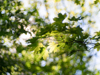 Fresh maple leaves on blurred spring background. Selected focus, shallow depth of field. Natural green background