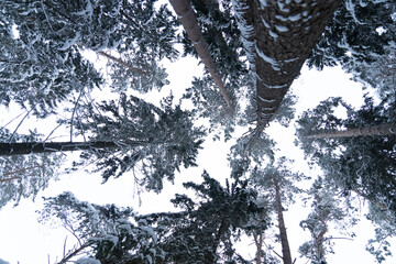 Needles forest in winter season