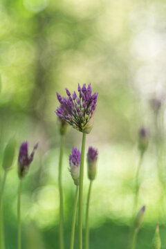 Purple flowers of decorative bow on a natural green blurred background. Selected focus, shallow depth of field. Aflatunsky onion Lat.Allium aflatunense