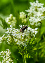 fly on a leaf