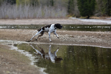Dog english pointer
