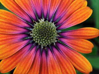 Farbenfrohe Blüte vom Kapkörbchen