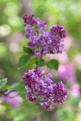 Purple lilac flowers with blossoming buds on a natural spring blurred background. Selected focus, shallow depth of field