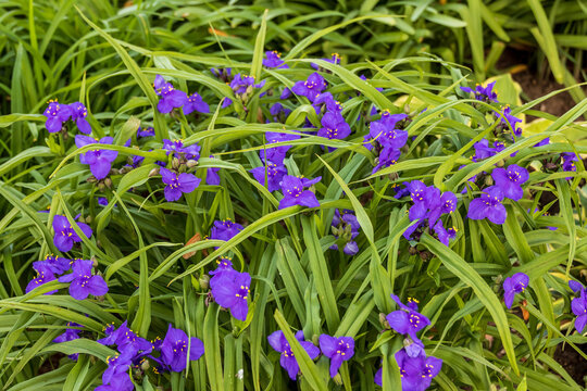 purple Widows Tears plant in the garden in the morning