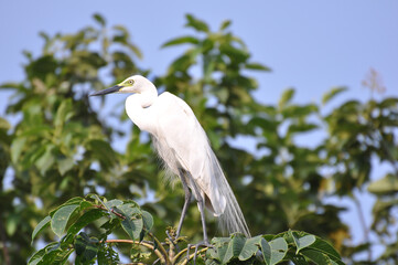 Close up of white egret standing on tree top with breeding plumage in wild environment, blurred blue and green background.
