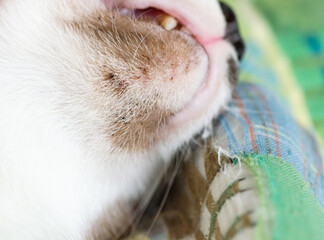 Close up of feline acne Soft focus image.