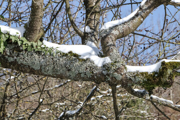 Schnee auf den Ästen der Bäume