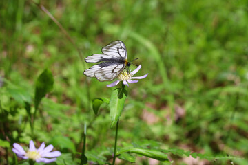 ウスバシロチョウ