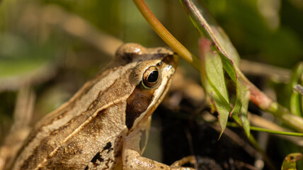 Moorfrosch
