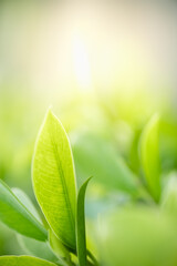 Amazing nature view of green leaf on blurred greenery background in garden and sunlight with copy space using as background natural green plants landscape, ecology, fresh wallpaper.