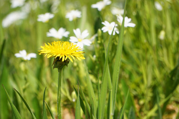 gelbe Blüte vom Löwenzahn auf Frühlingswiese, yellow blossom from dandelions on spring meadow