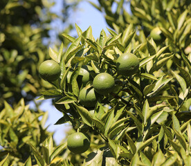 ripe bergamot fruit a typical citrus fruit of Southern Italy of the Italian Mediterranean area - obrazy, fototapety, plakaty