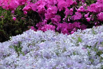 雨に霞む芝桜　（高知県　大川村）