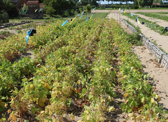field with many beans grown on the sandy soil which makes it very fertile