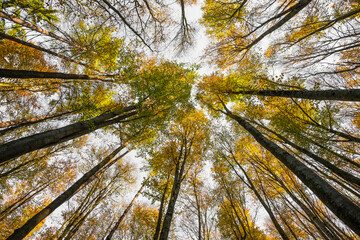 autumnal forest - tree isolated on white