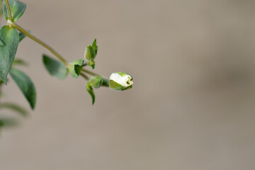 Mountain sandwort