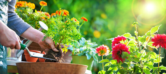 Gardener planting flowers in pot