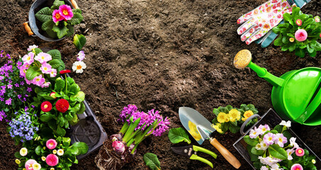 Fototapeta na wymiar Planting spring flowers in the garden