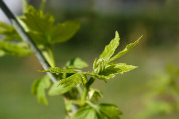 Boxelder maple