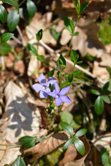 Lesser Periwinkle
