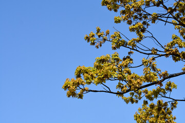 English oak