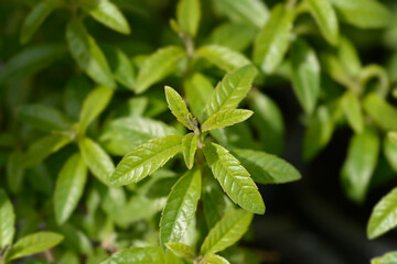 Lemon verbena