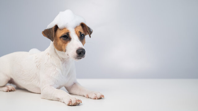 Funny dog jack russell terrier with foam on his head on a white background. Copy space. Widescreen.