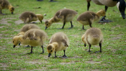 Large group of baby goslings looking for food in the grass