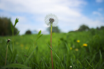 Dandelion in a field in a background of blue sky with clouds. 