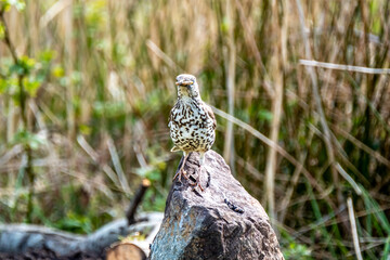 Song thrush catching leather jacket grubs from the meadow, turdus philomelos