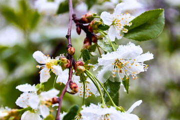 close-up of blooming cherry tree covered with snow