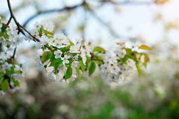 tree branch in cherry orchard in spring. walk among the flowering trees.