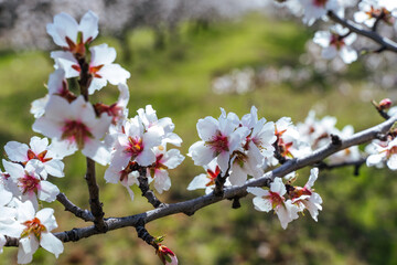 Beautiful almond blossoms on the almont tree branch.