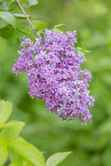 Lilac bush branches with green leaves and bright blossoming flowers