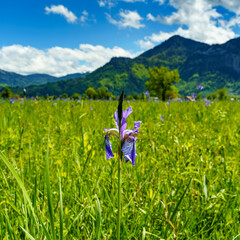 Blühendes Lilienfeld, blaue sibirische Schwertlilien in einem Naturschutzgebiet, blaue und weisse Blüten, blühende Blumen, mitten im Schilf, leuchtende Farben, in the background wooded steep slopes