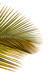 Palme de cocotier sur fond blanc 