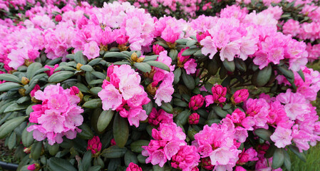 Pink rhododendron bush