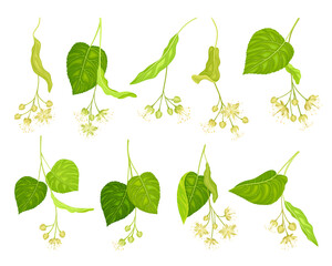 Linden or Tilia Specie with Green Cordate Leaves and Fragrant Yellowish-white Flowers Vector Set