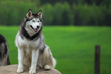 Husky is resting on a stone. Against the background of green grass. Portrait of the Siberian husky. Friendship forever.
