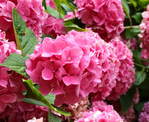 large fuchsia-colored hydrangea flowers from the garden just blossomed in spring