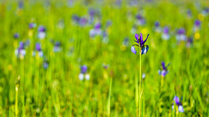 Blühendes Lilienfeld, blaue sibirische Schwertlilien in einem Naturschutzgebiet, blaue und weisse Blüten, blühende Blumen, mitten im Schilf, leuchtende Farben, blooming field, blue Siberian irises, 
