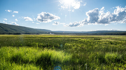 Yellowstone (late Summer)