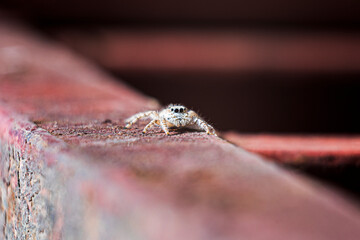 jumping spider. A spider walks on a rusty iron beam. jumping spiders can find in forests home gardens. High quality photo
