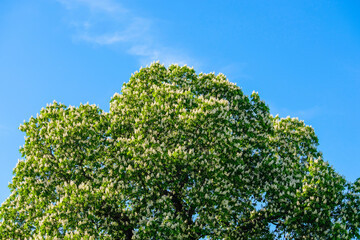 green chestnut tree and blue sky