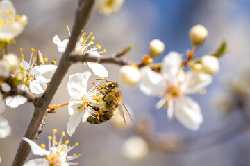 Honey bee collecting pollen at white flower. Bee collecting honey. Bee on white flower in blue background.