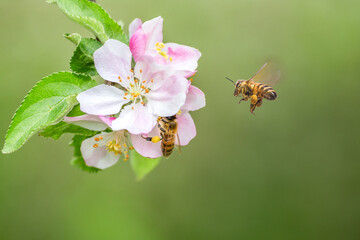 Flying honey bee collecting bee pollen from apple blossom. Bee collecting honey. - obrazy, fototapety, plakaty