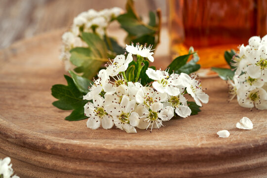 Fresh hawthorn flowers with a bottle of homemade tincture