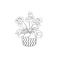 Line art black tropical potted house plant chirita isolated on white background. Stock vector illustration.