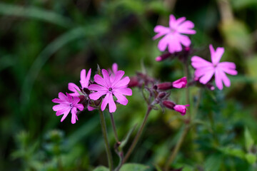Obraz premium Red Campion (Silene dioica) growing in springtime in Cornwall