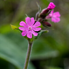 Red Campion (Silene dioica) growing in springtime in Cornwall